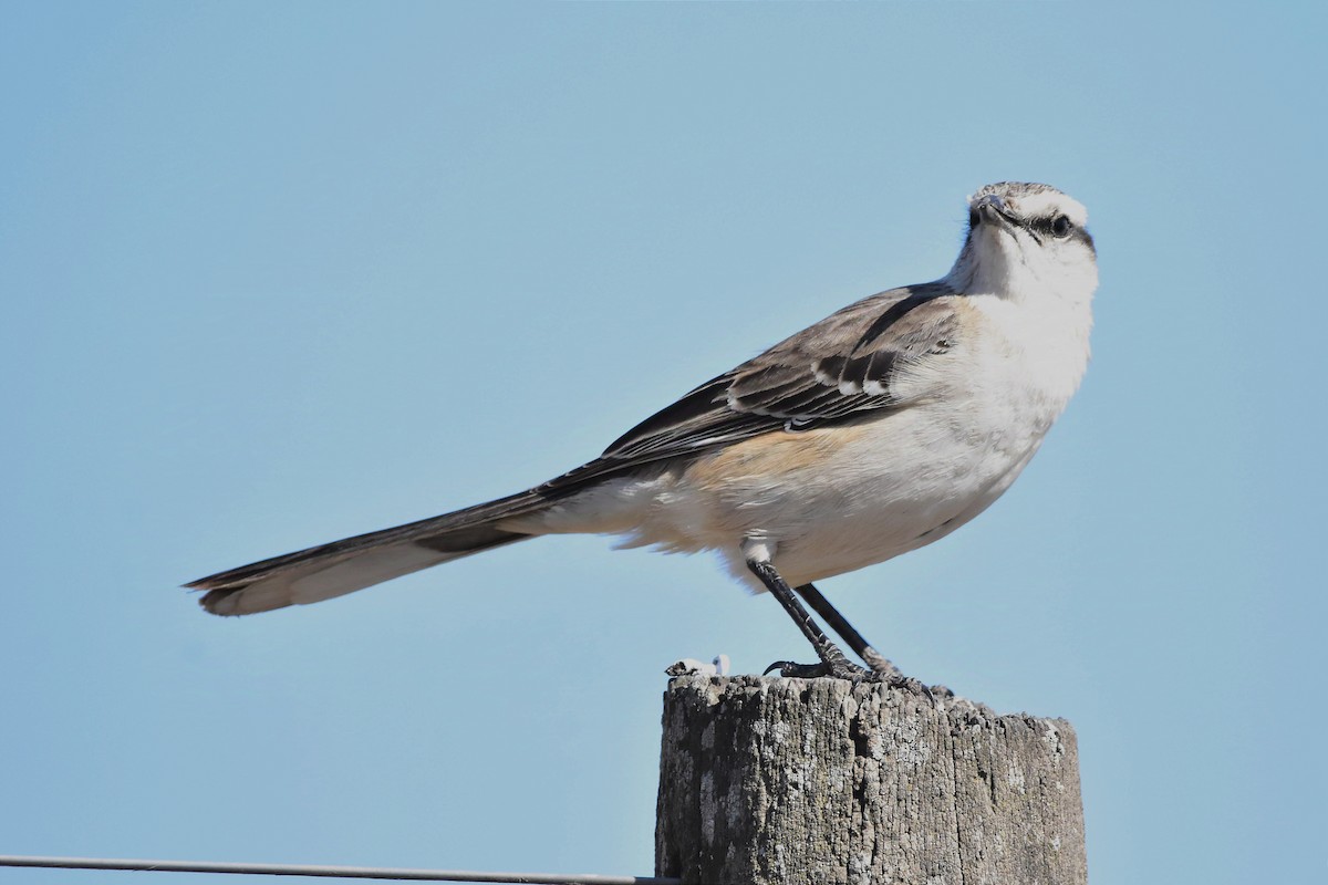 Chalk-browed Mockingbird - ML624232202