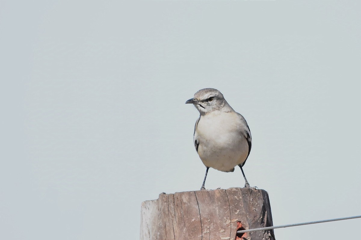 White-banded Mockingbird - ML624232215