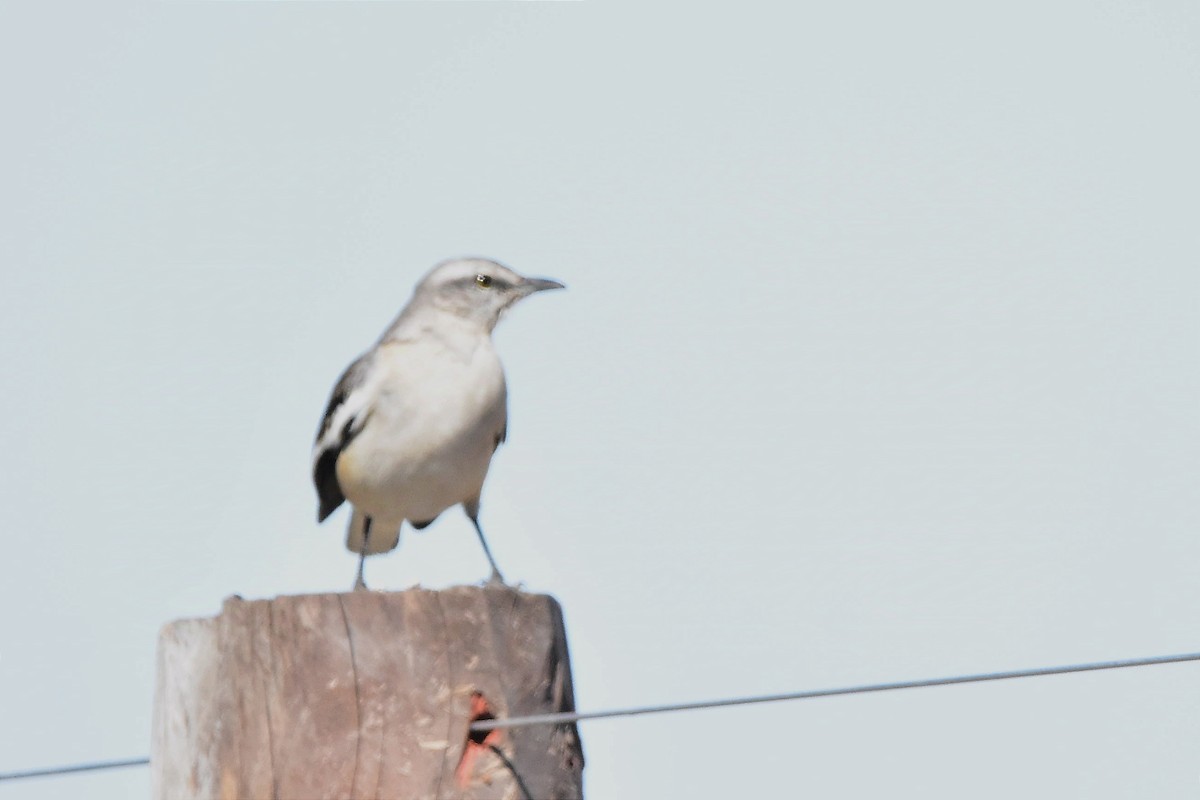 White-banded Mockingbird - ML624232216