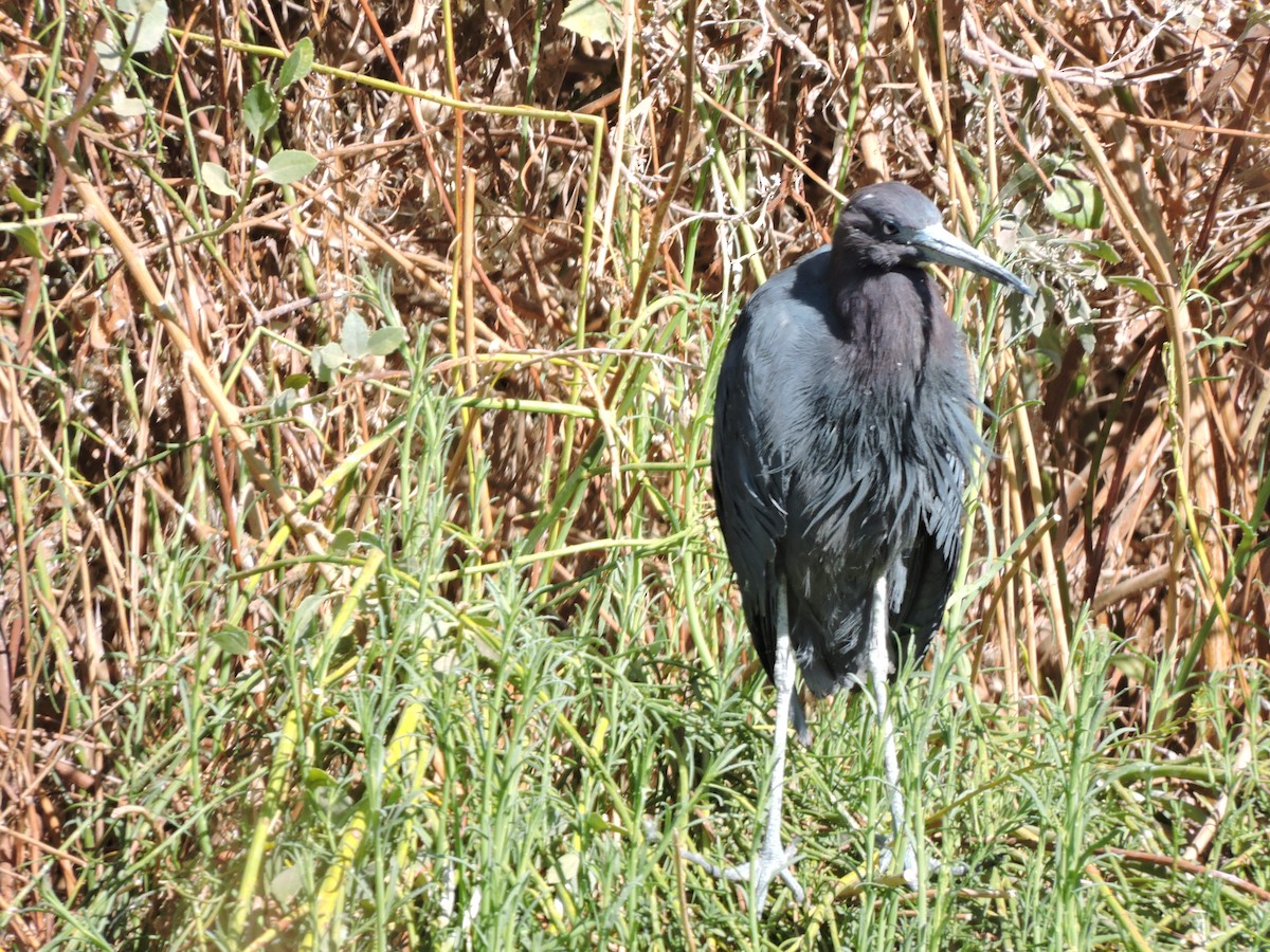 Little Blue Heron - ML624232218