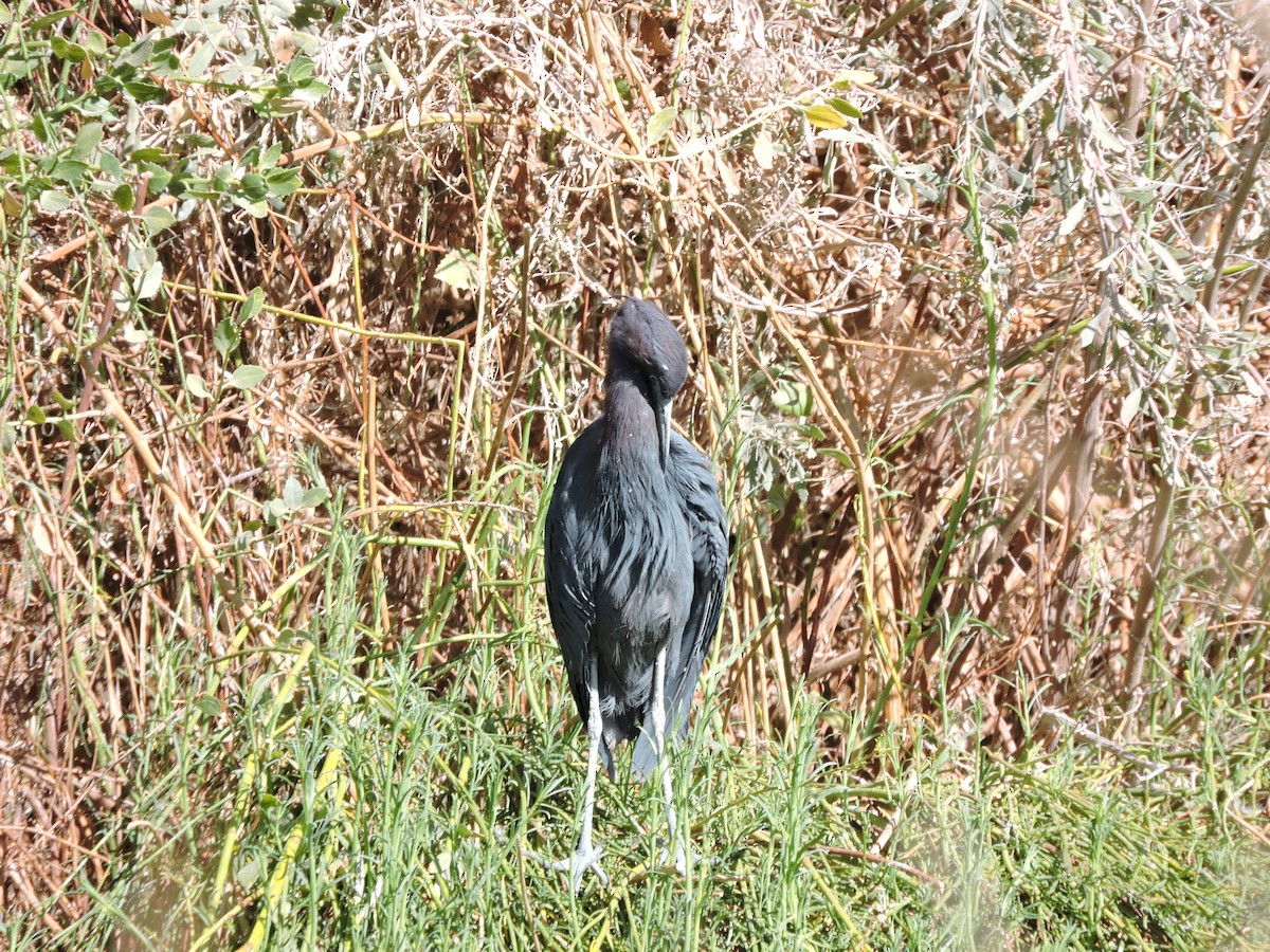 Little Blue Heron - ML624232219