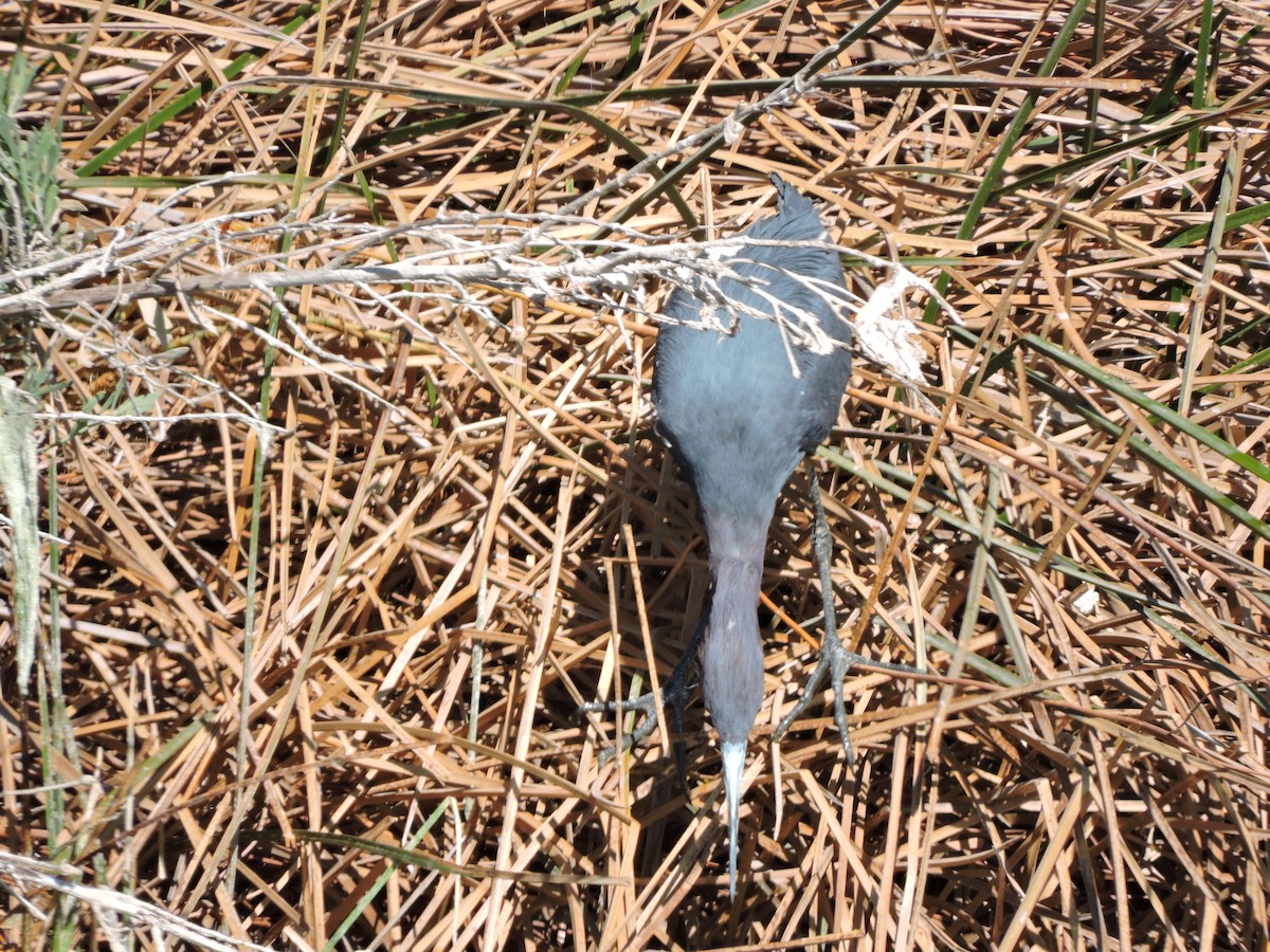 Little Blue Heron - ML624232220