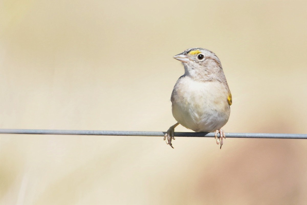 Grassland Sparrow - ML624232229