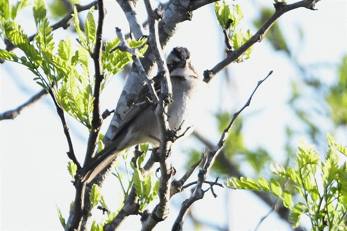 Rufous-collared Sparrow - ML624232237