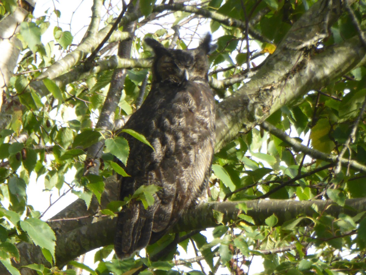 Great Horned Owl - ML624232241