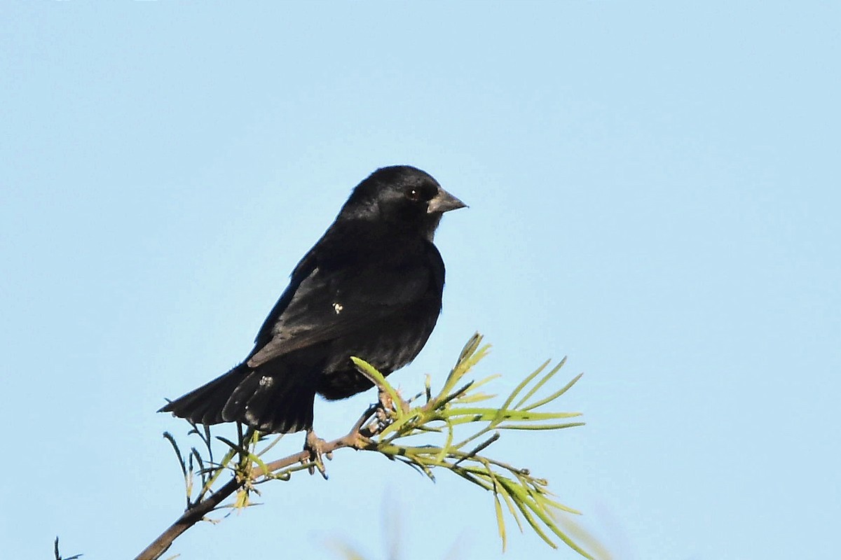 Screaming Cowbird - ML624232256