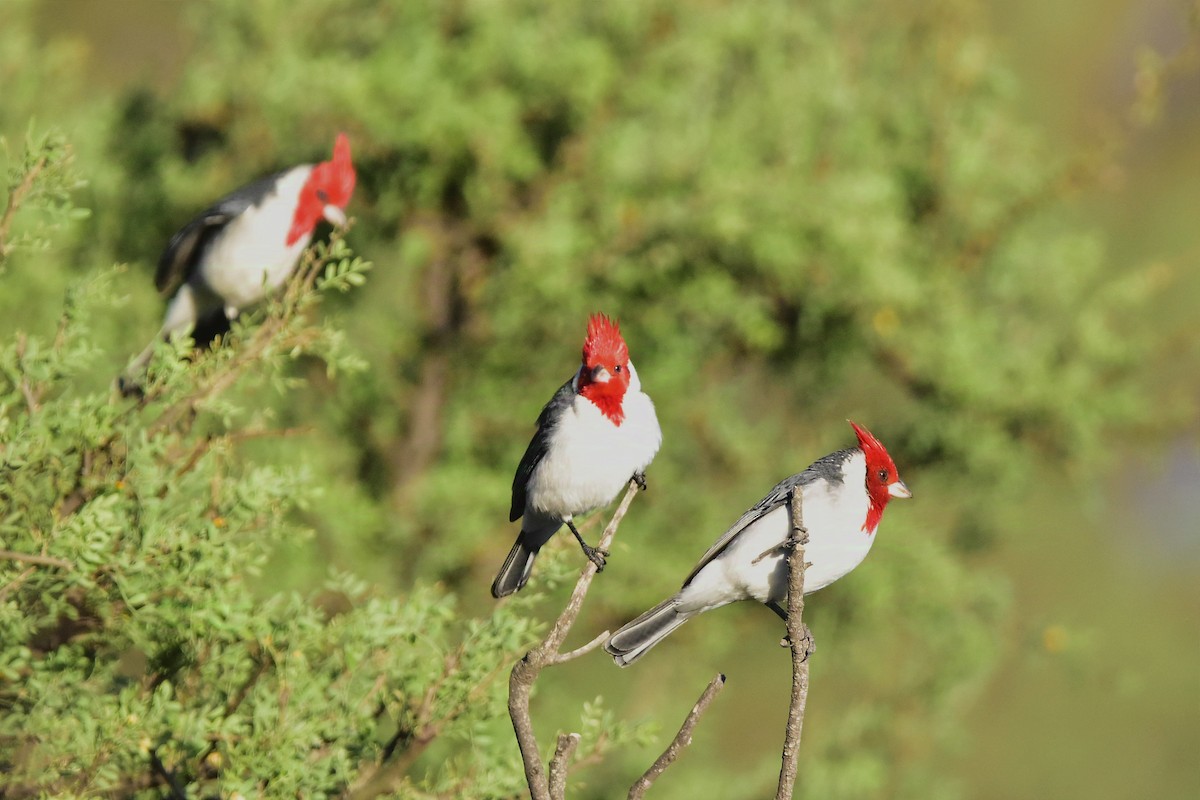 Red-crested Cardinal - ML624232275