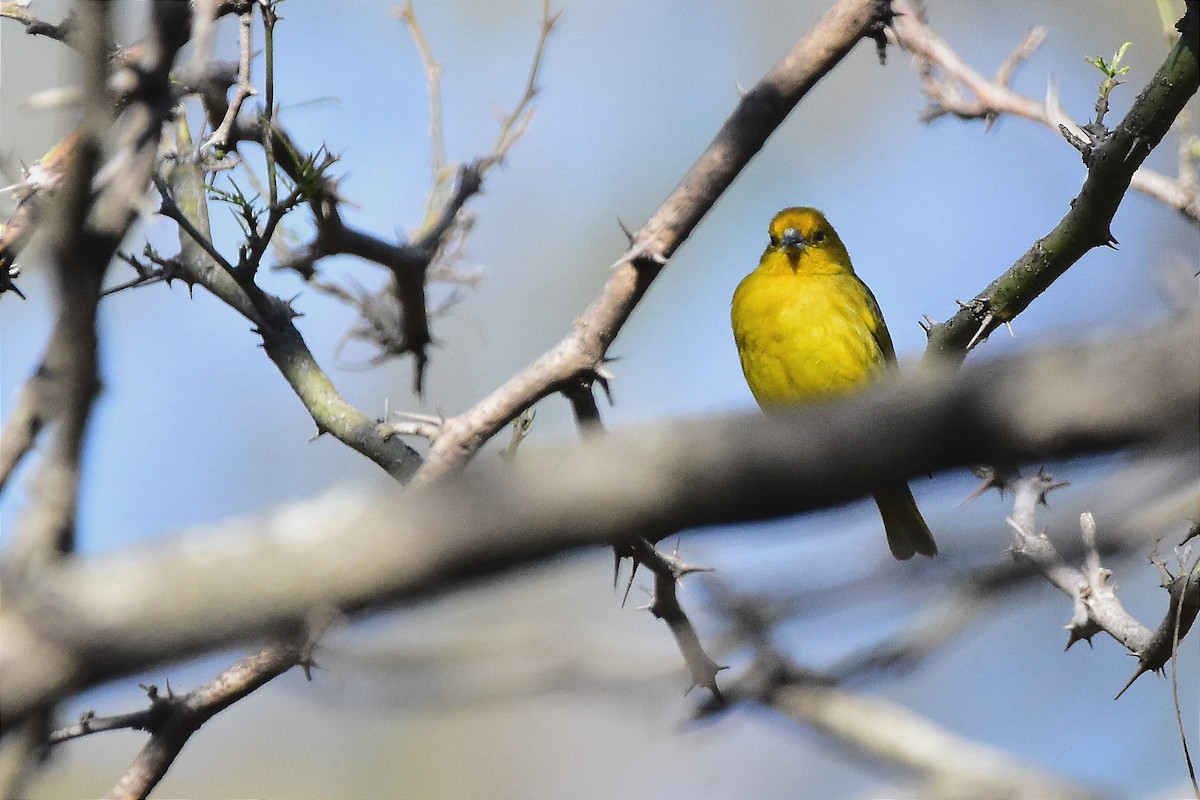 Saffron Finch - ML624232290