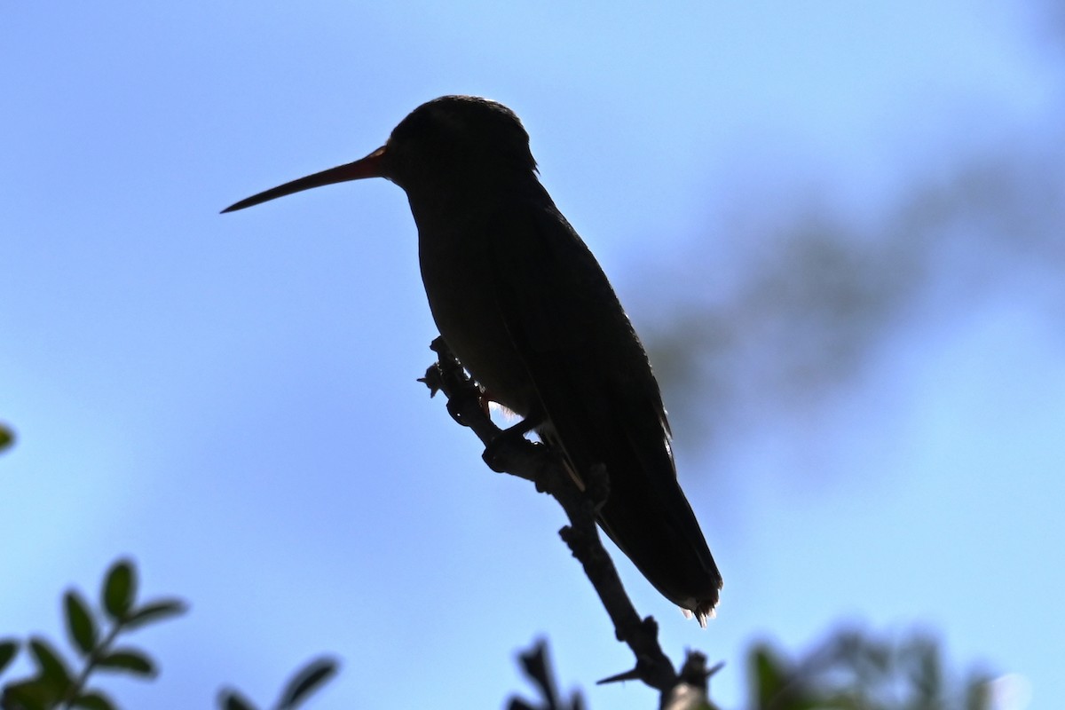 Broad-billed Hummingbird - ML624232294