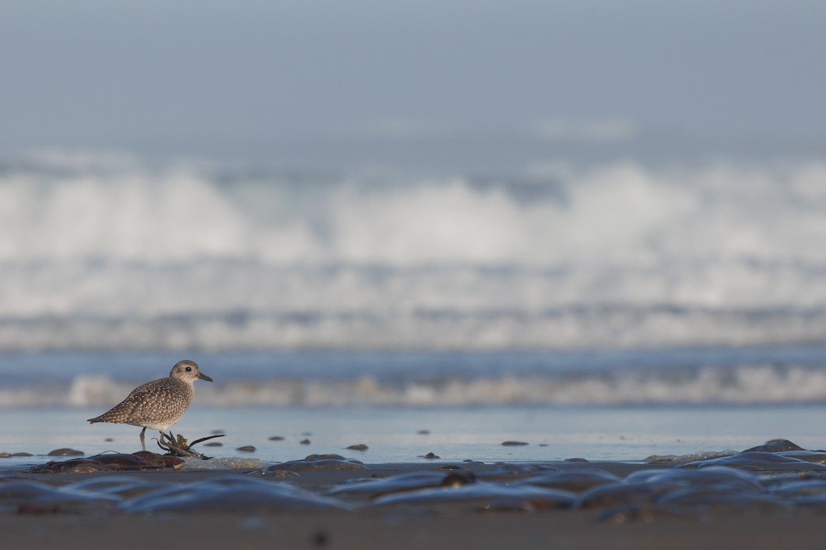 Black-bellied Plover - ML624232321