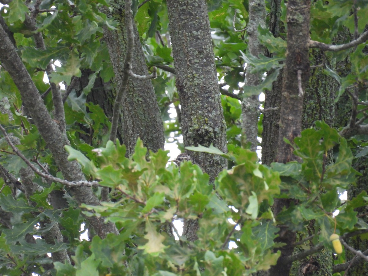 Yellow-bellied Sapsucker - Richard Andrews