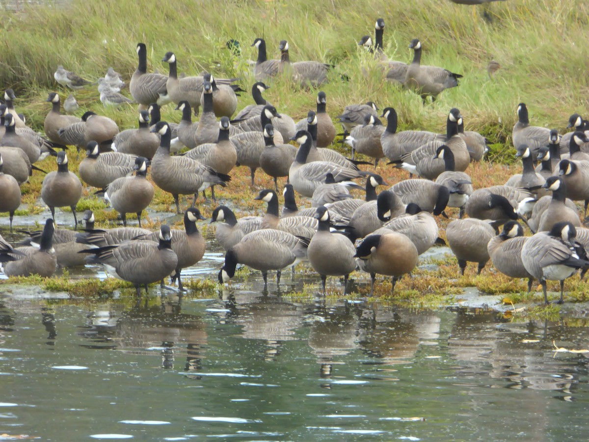 Cackling Goose - ML624232360