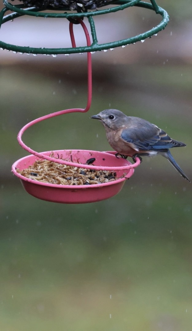 Eastern Bluebird - ML624232367