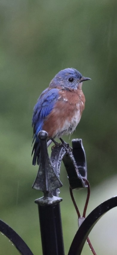 Eastern Bluebird - ML624232368