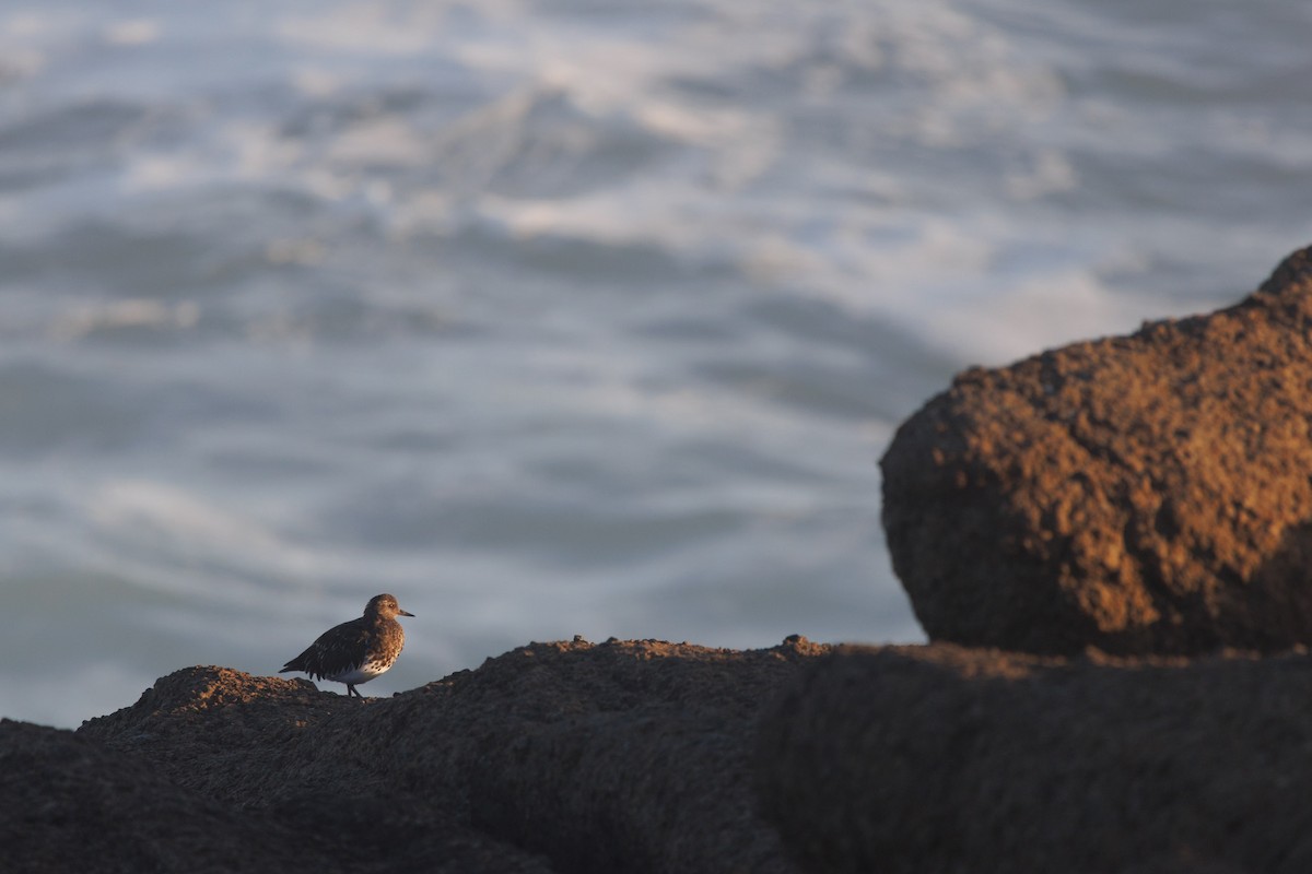 Surfbird - ML624232393