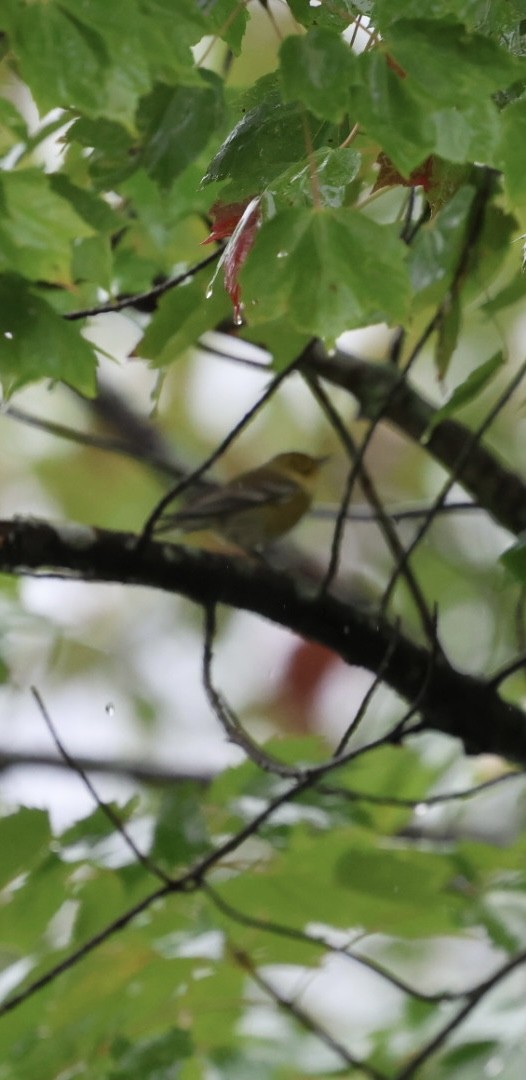 Pine Warbler - ML624232396