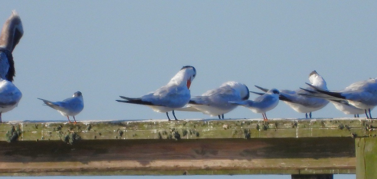 Forster's Tern - ML624232445