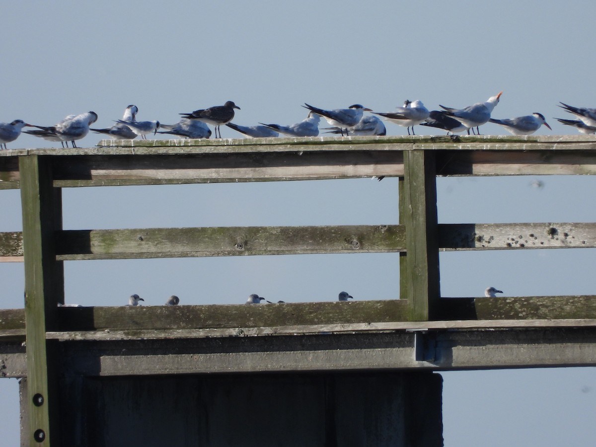 Royal Tern - ML624232451