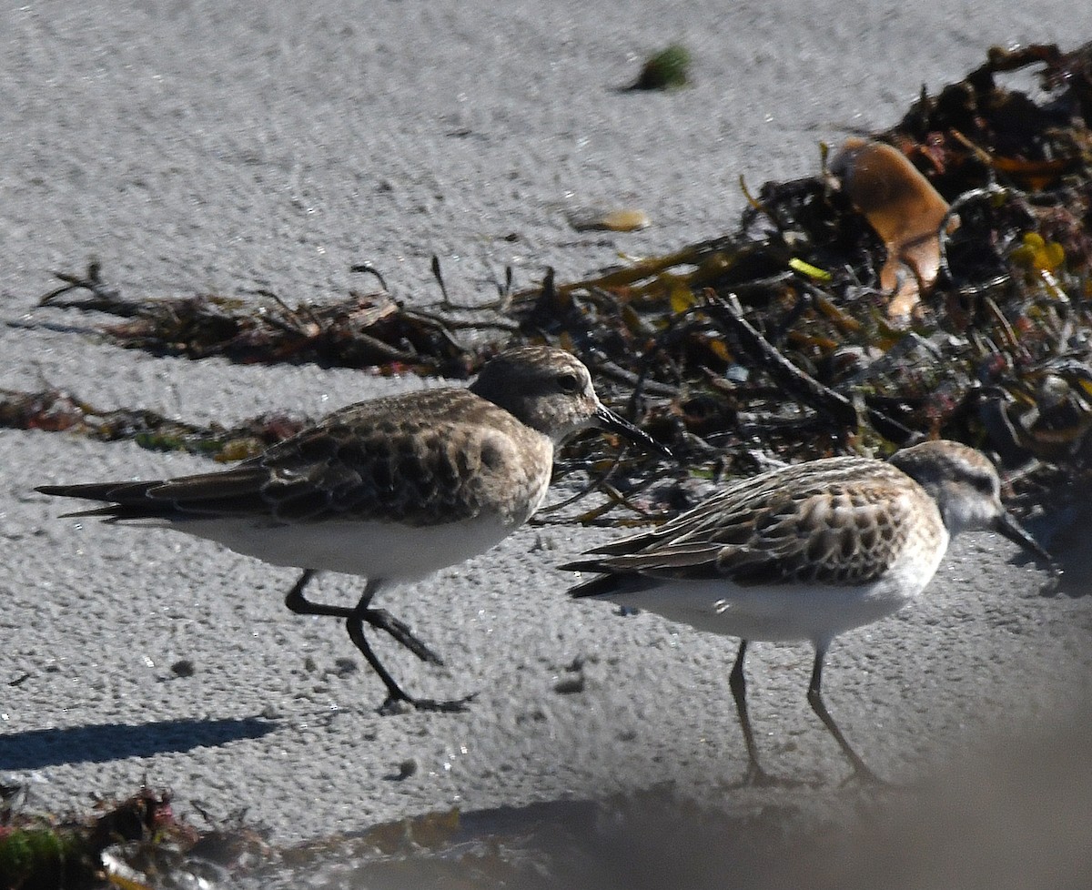 Baird's Sandpiper - ML624232483
