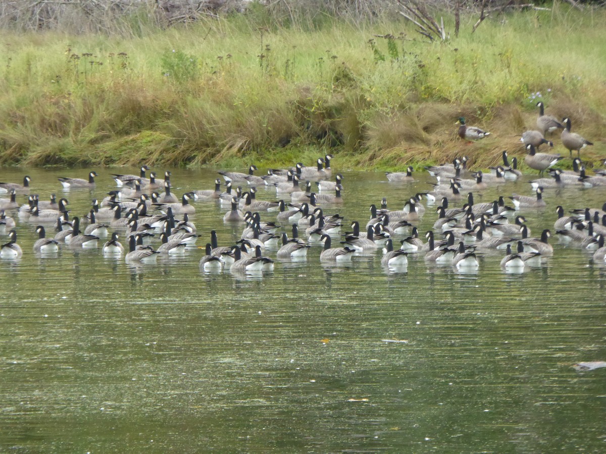 Cackling Goose - ML624232485