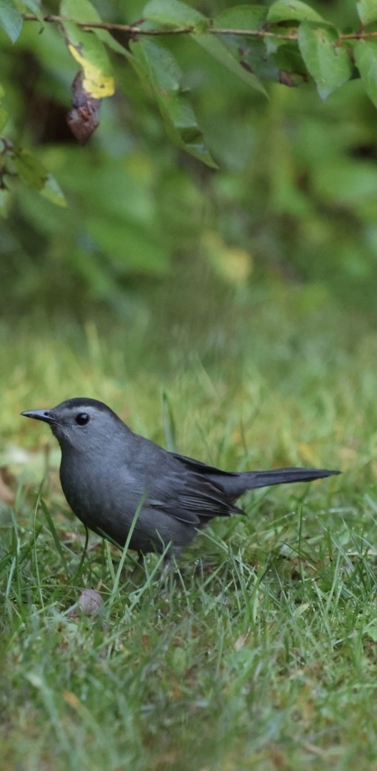 Gray Catbird - ML624232499