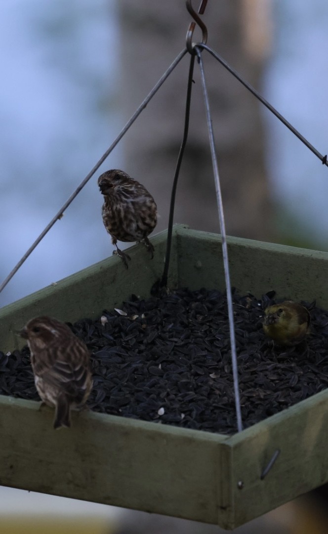 Purple Finch - ML624232515