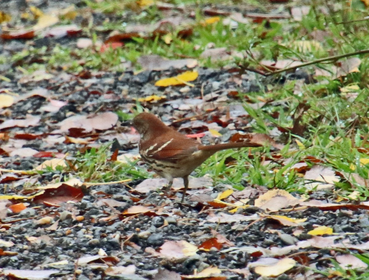 Brown Thrasher - ML624232534