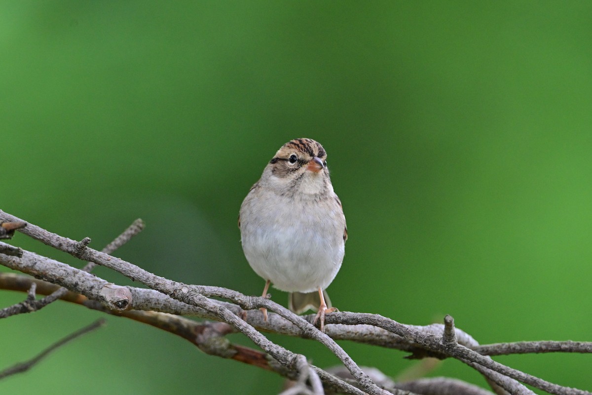 Chipping Sparrow - ML624232543