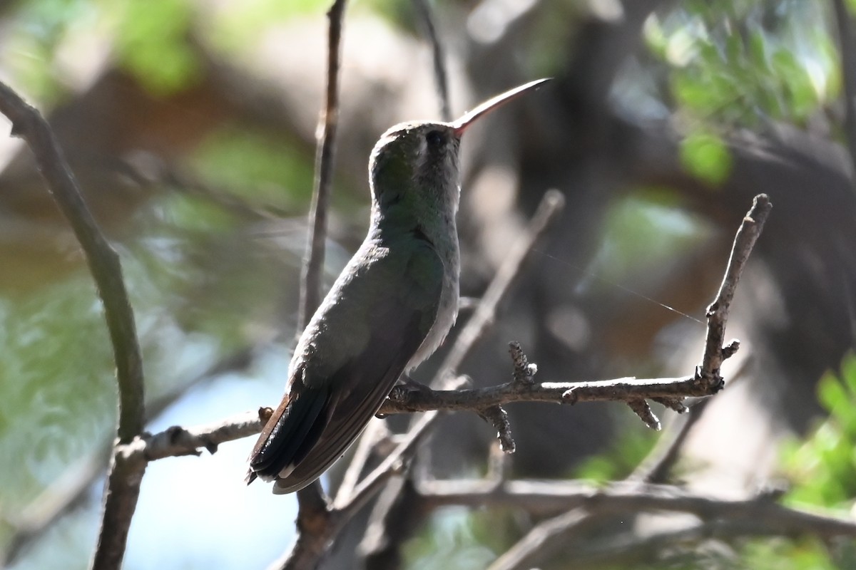 Broad-billed Hummingbird - ML624232544