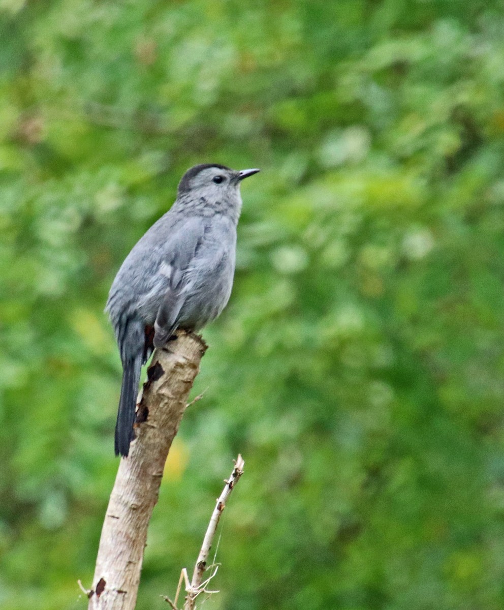 Gray Catbird - ML624232546