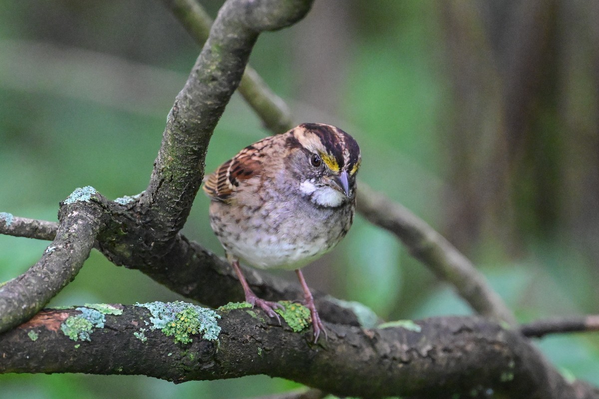 White-throated Sparrow - ML624232563