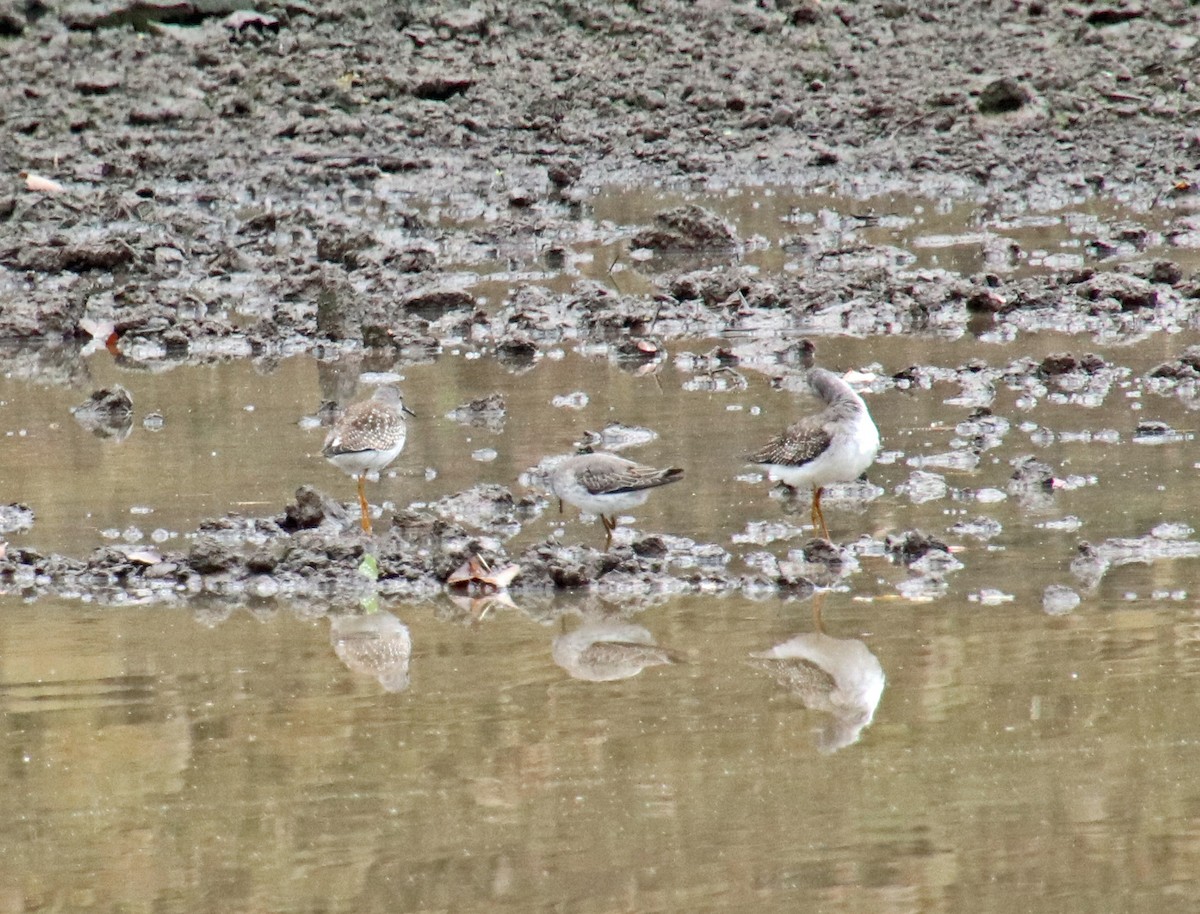 Greater Yellowlegs - ML624232564