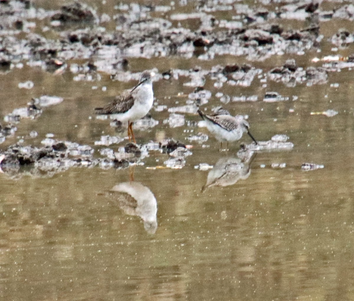 Greater Yellowlegs - ML624232565