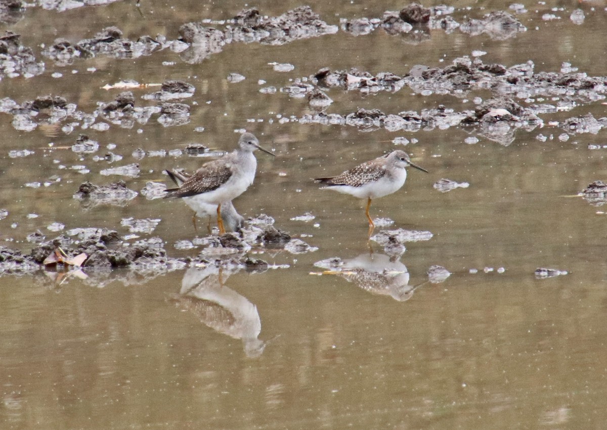 Greater Yellowlegs - ML624232566