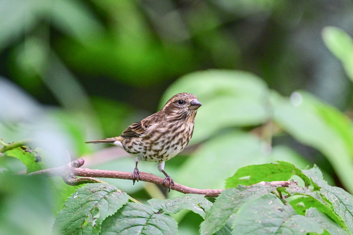 Purple Finch - ML624232572