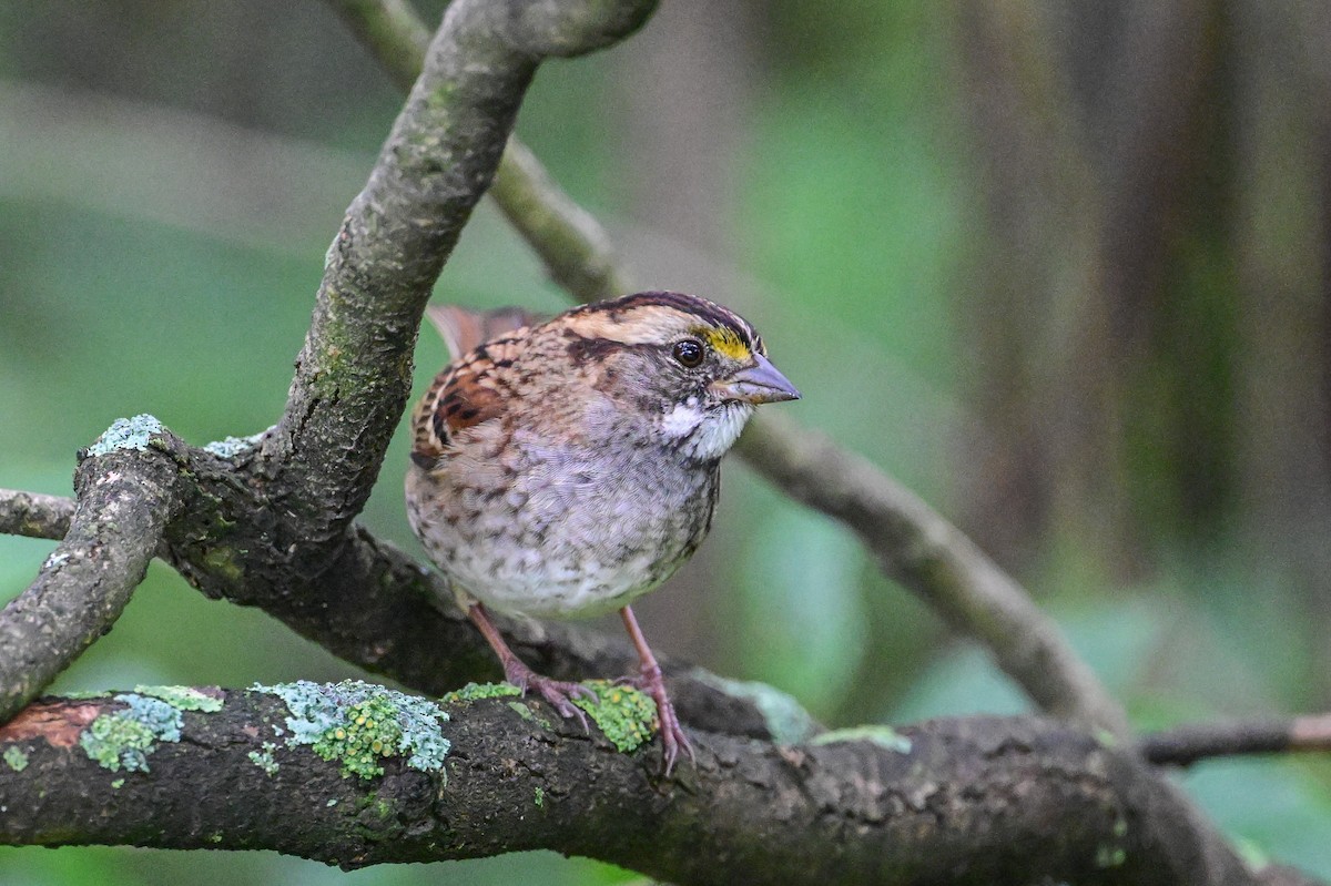 White-throated Sparrow - ML624232590