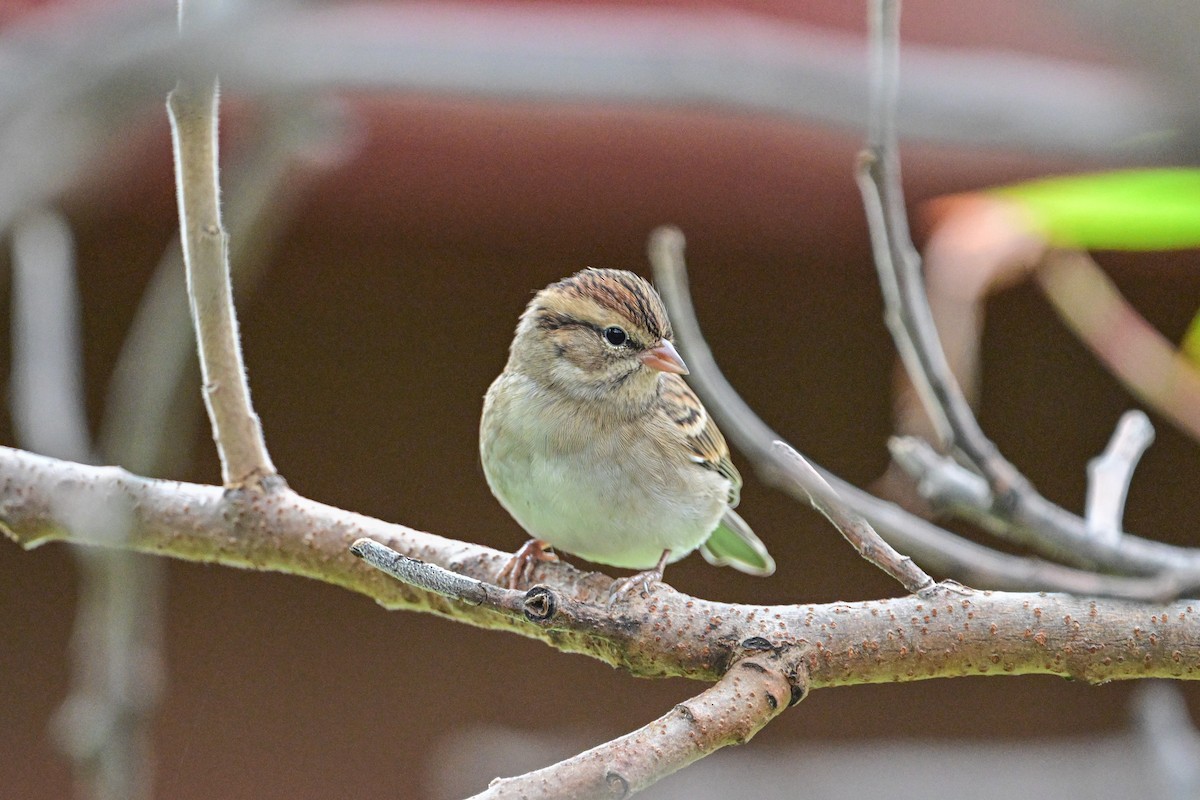 Chipping Sparrow - ML624232591