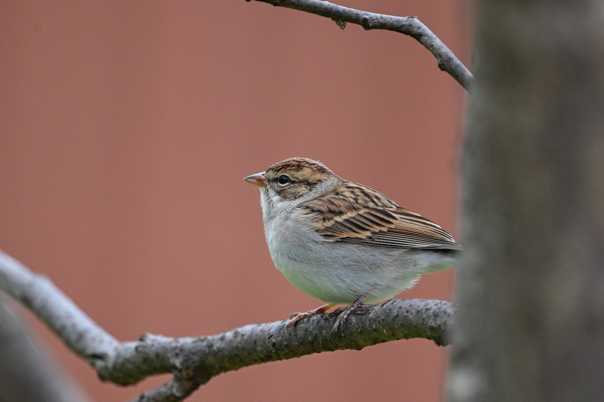 Chipping Sparrow - ML624232592