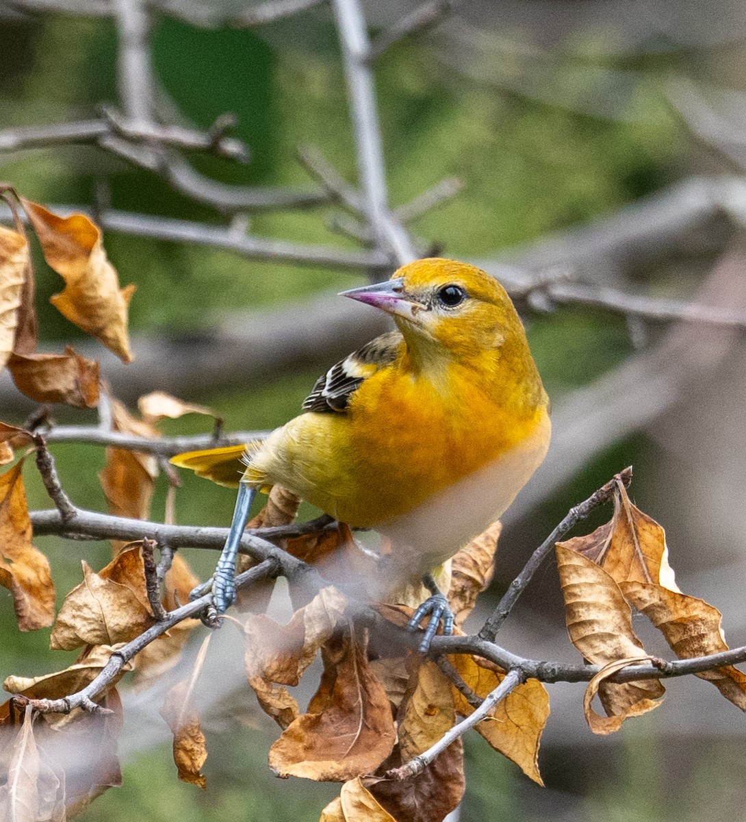 Baltimore Oriole - ML624232593