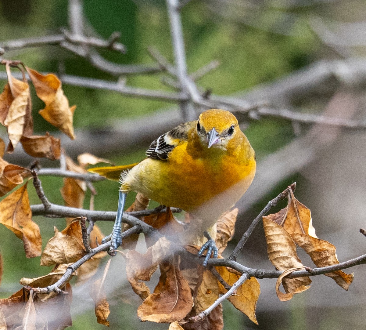 Baltimore Oriole - ML624232594