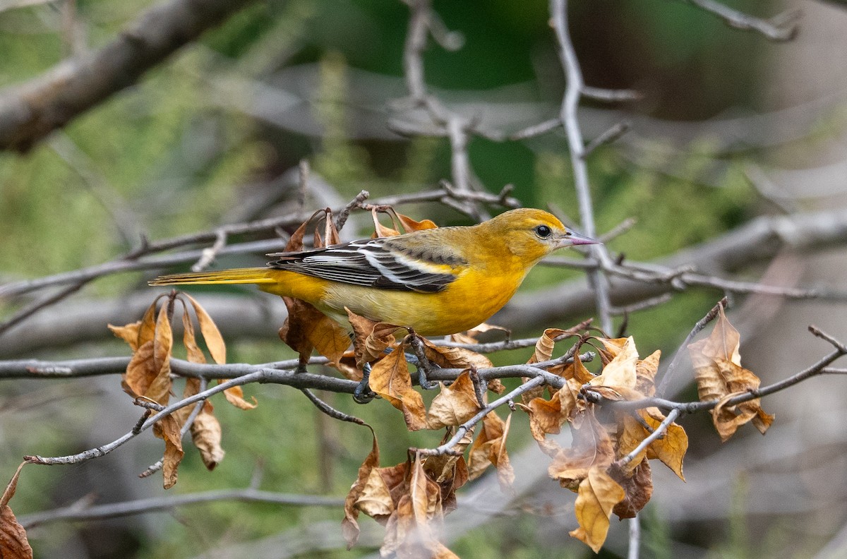 Baltimore Oriole - ML624232595