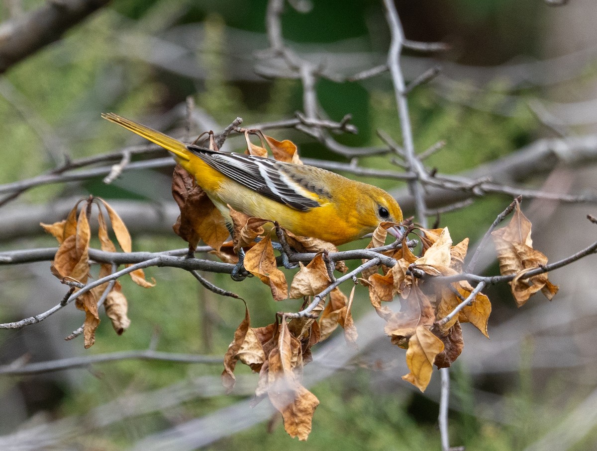 Baltimore Oriole - ML624232596