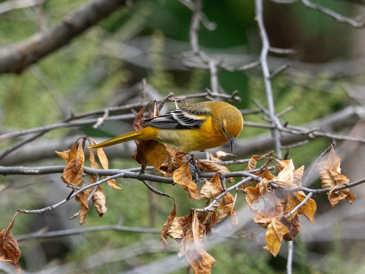 Baltimore Oriole - ML624232597