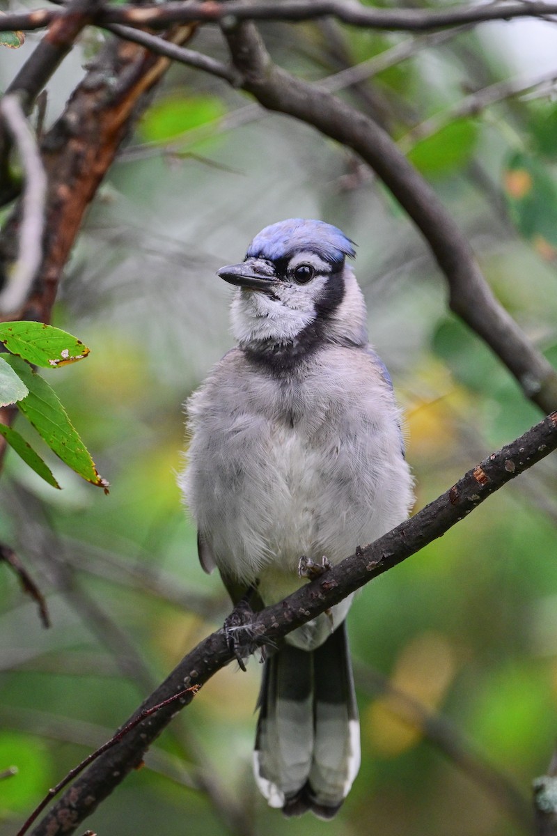 Blue Jay - ML624232602