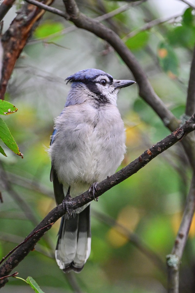 Blue Jay - ML624232606