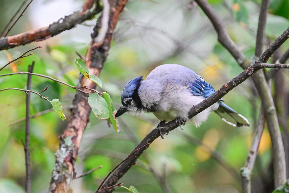 Blue Jay - Serg Tremblay