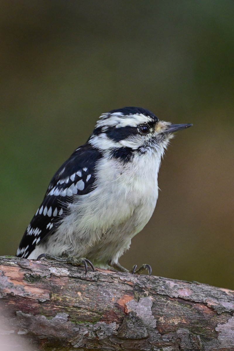 Downy Woodpecker - ML624232610