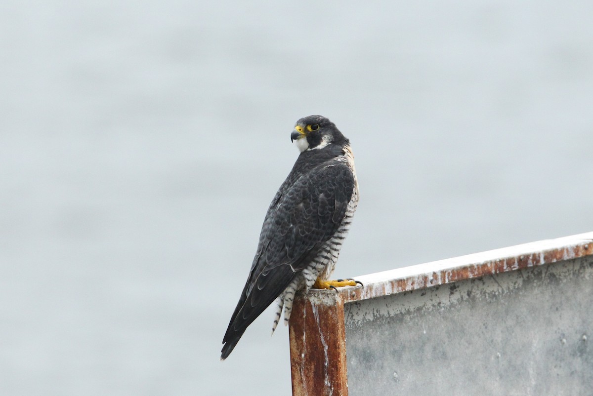 Peregrine Falcon - ML624232612