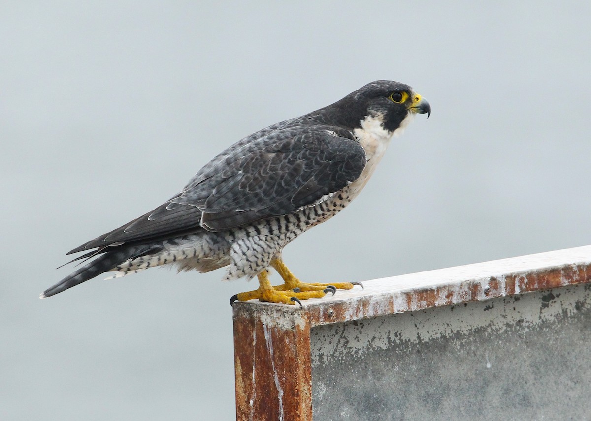 Peregrine Falcon - ML624232613