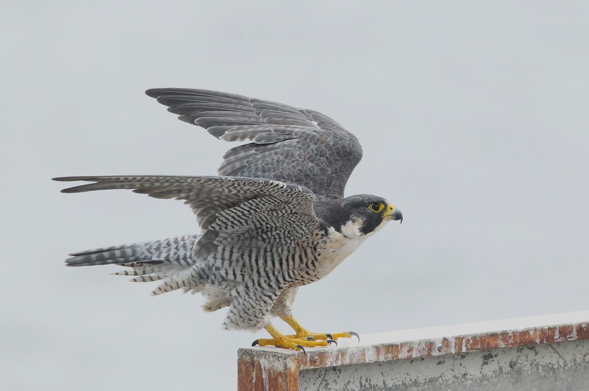 Peregrine Falcon - Wolf Jedamski